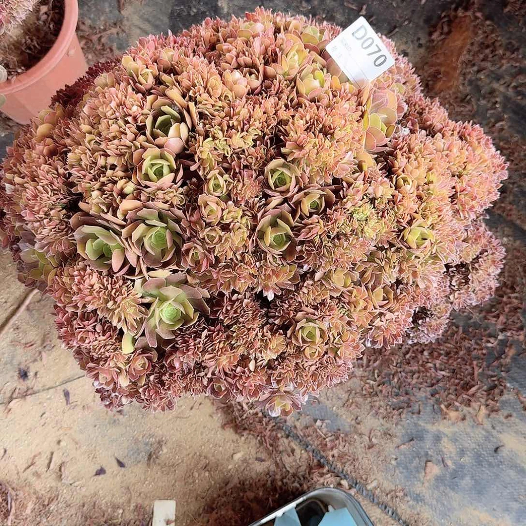 070玫瑰朵朵一颗呀呀