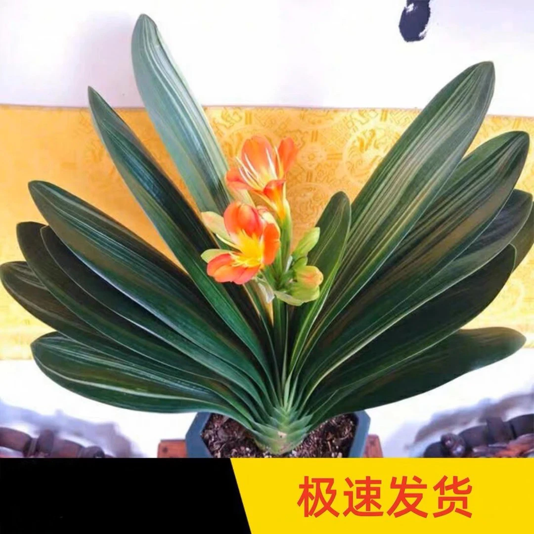 【八年大苗】带花苞君子兰原盆原土好养室内绿植盆栽花卉