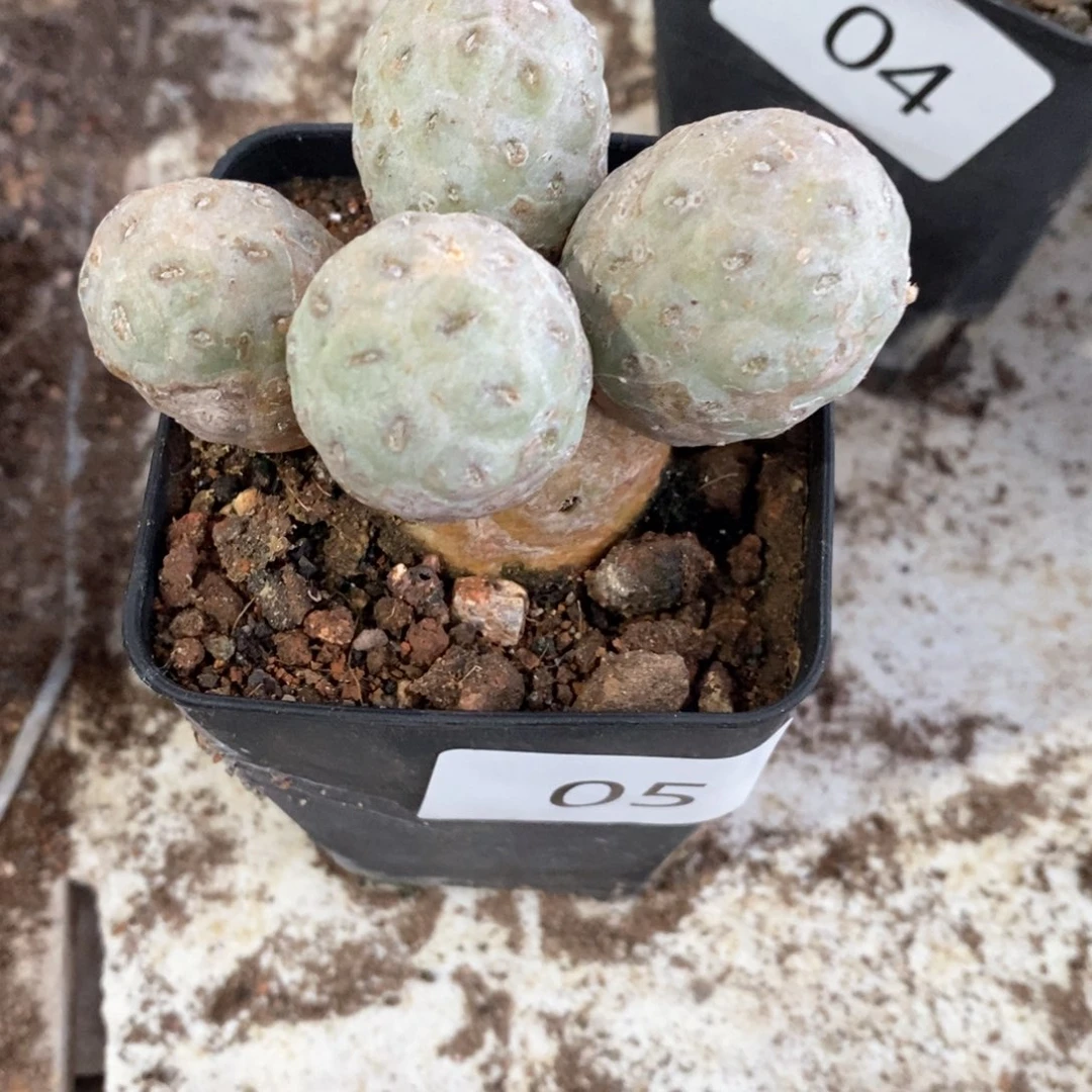 天***上05号多头习至野仙人球