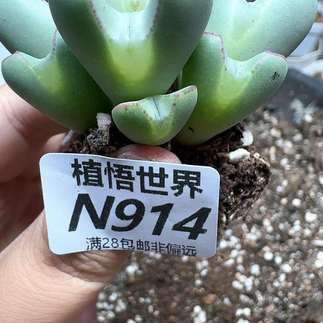 多肉植物的心从vhj