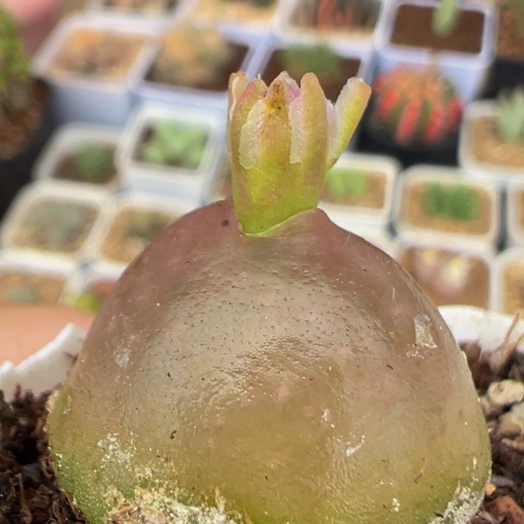 181多肉植物百科植物