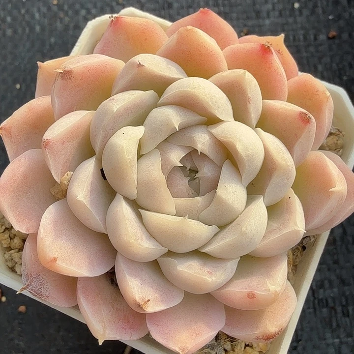 0120-69 女王优选