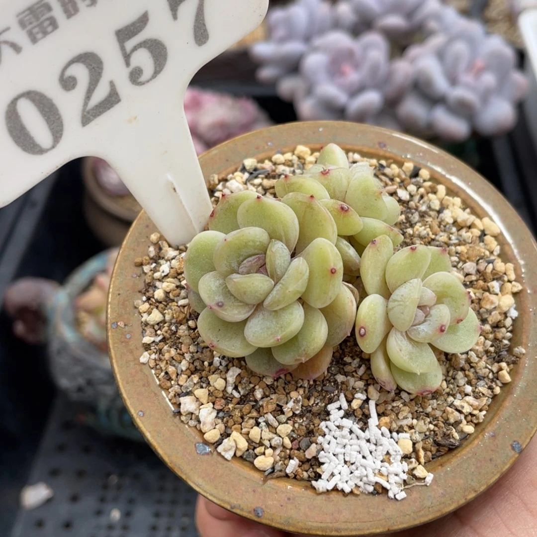 0257白恋不带盆6厘米