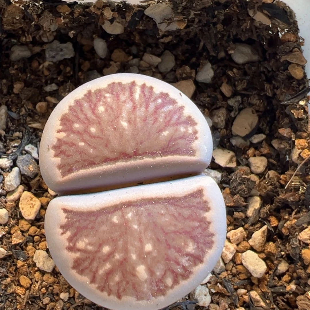 102多肉植物百科知识