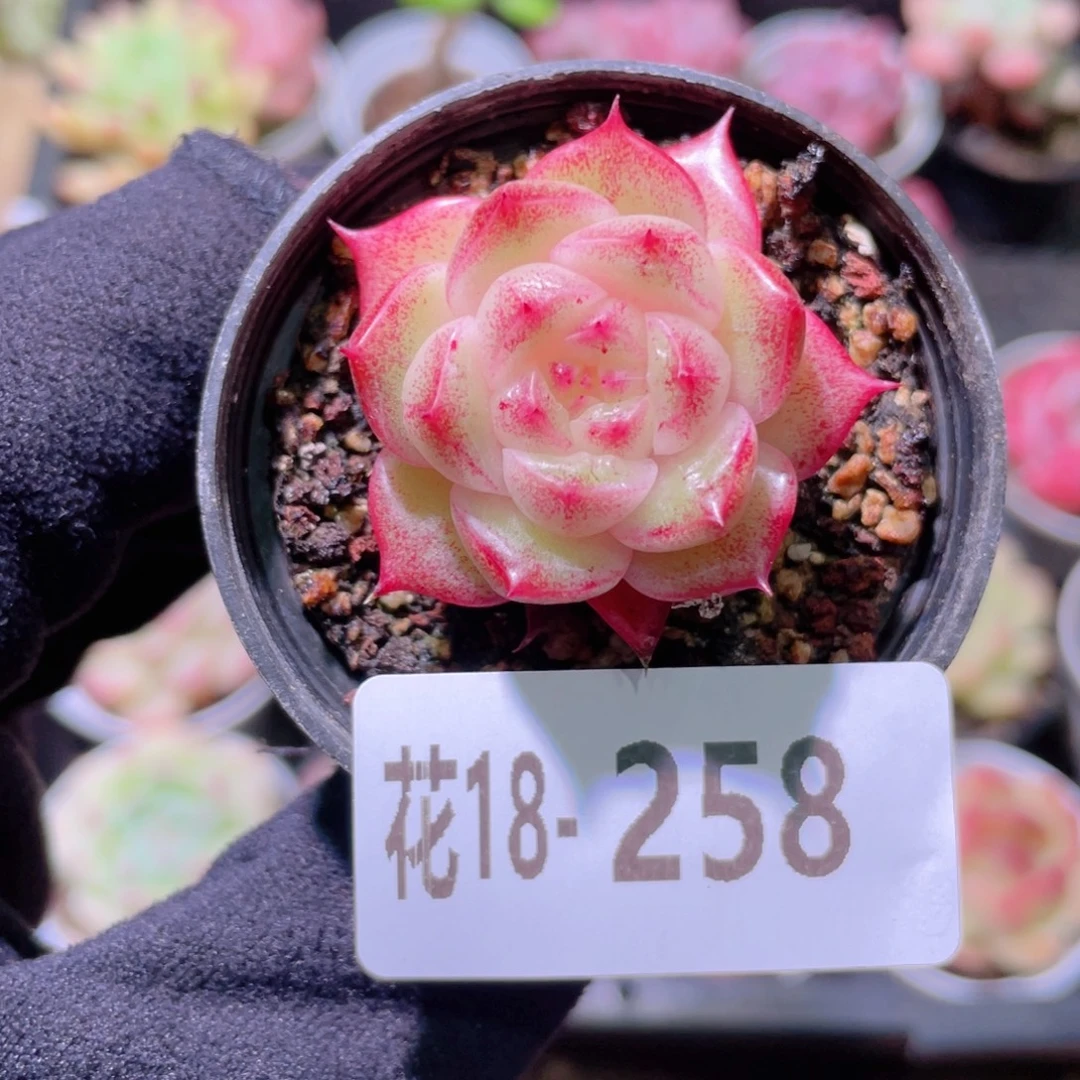 花利美18-258麦秆