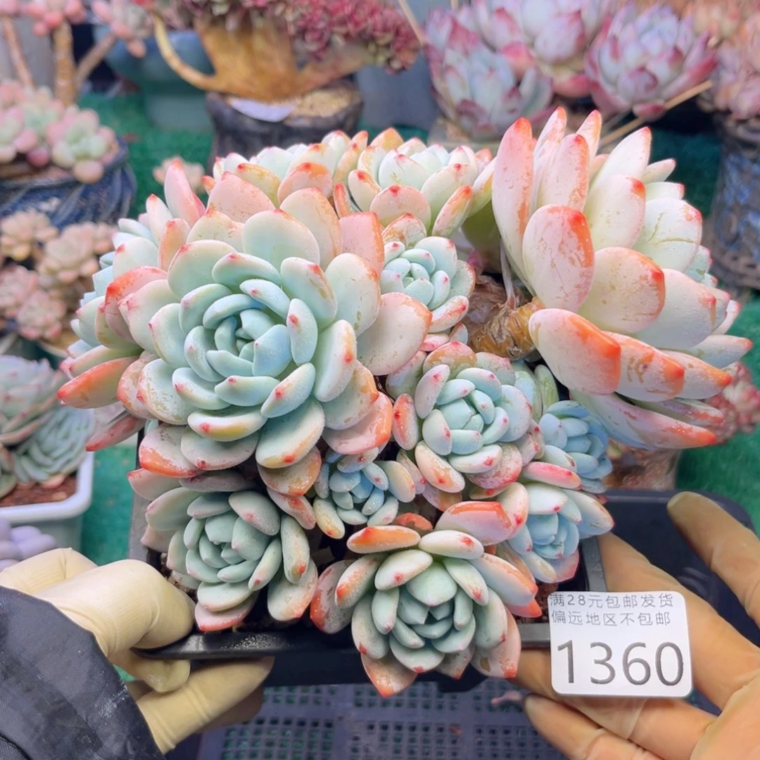 亲1360，b zv z b x b n m