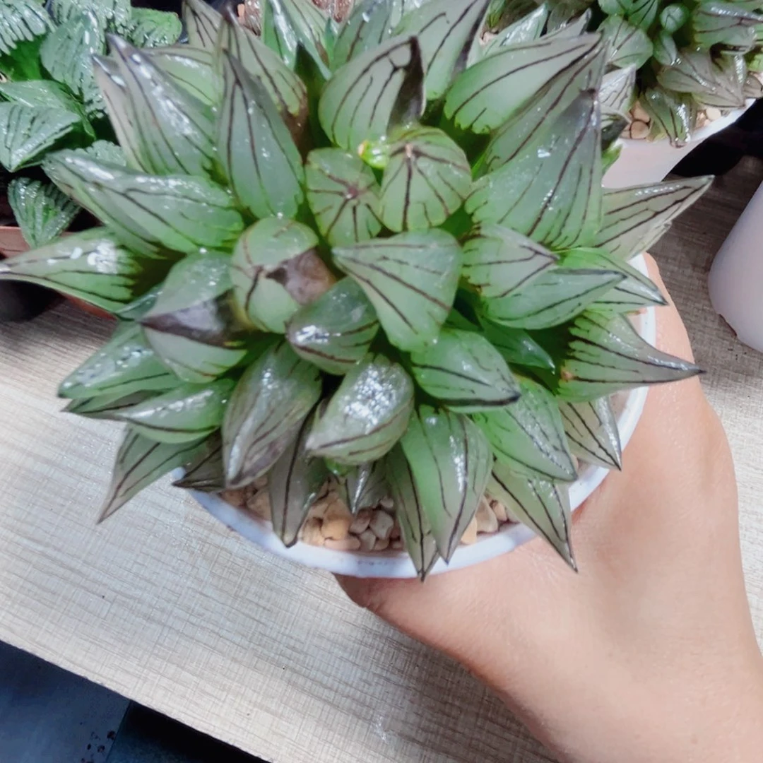 母本西瓜寿多肉植物