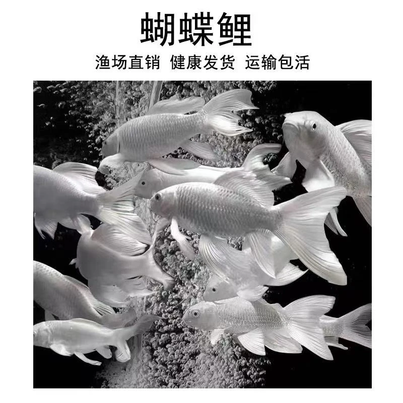 蝴蝶鲤白鱼11-13精品纯种蝴蝶鲤观赏鱼