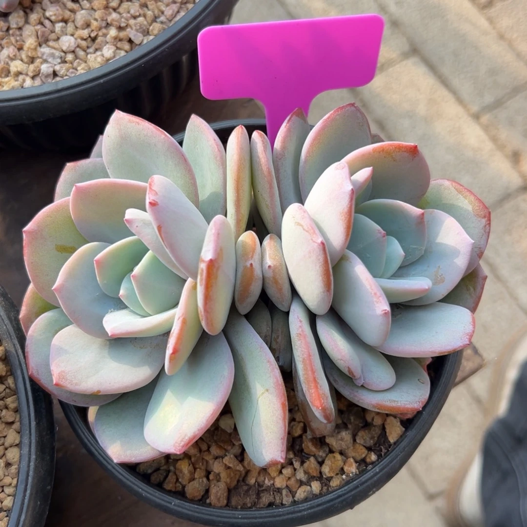 特价奶茶1111111111111