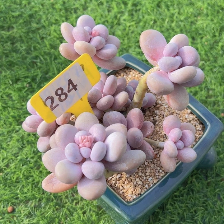 健健康康平平安安