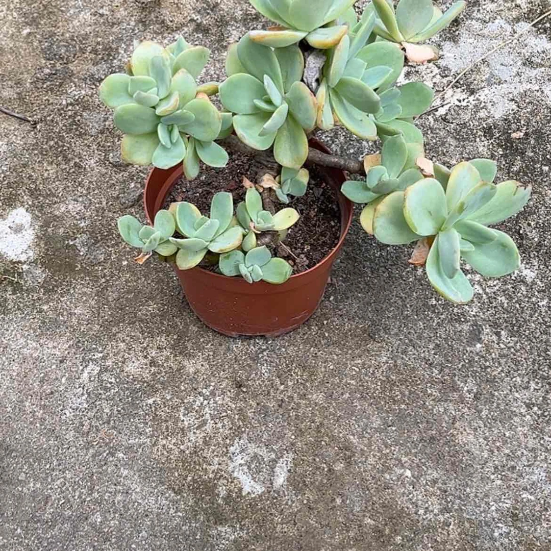 【闪购商品】无花朵大**贵