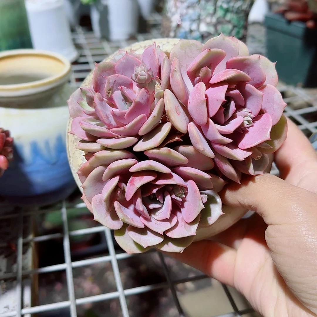 粉蝶多肉植物精品咯