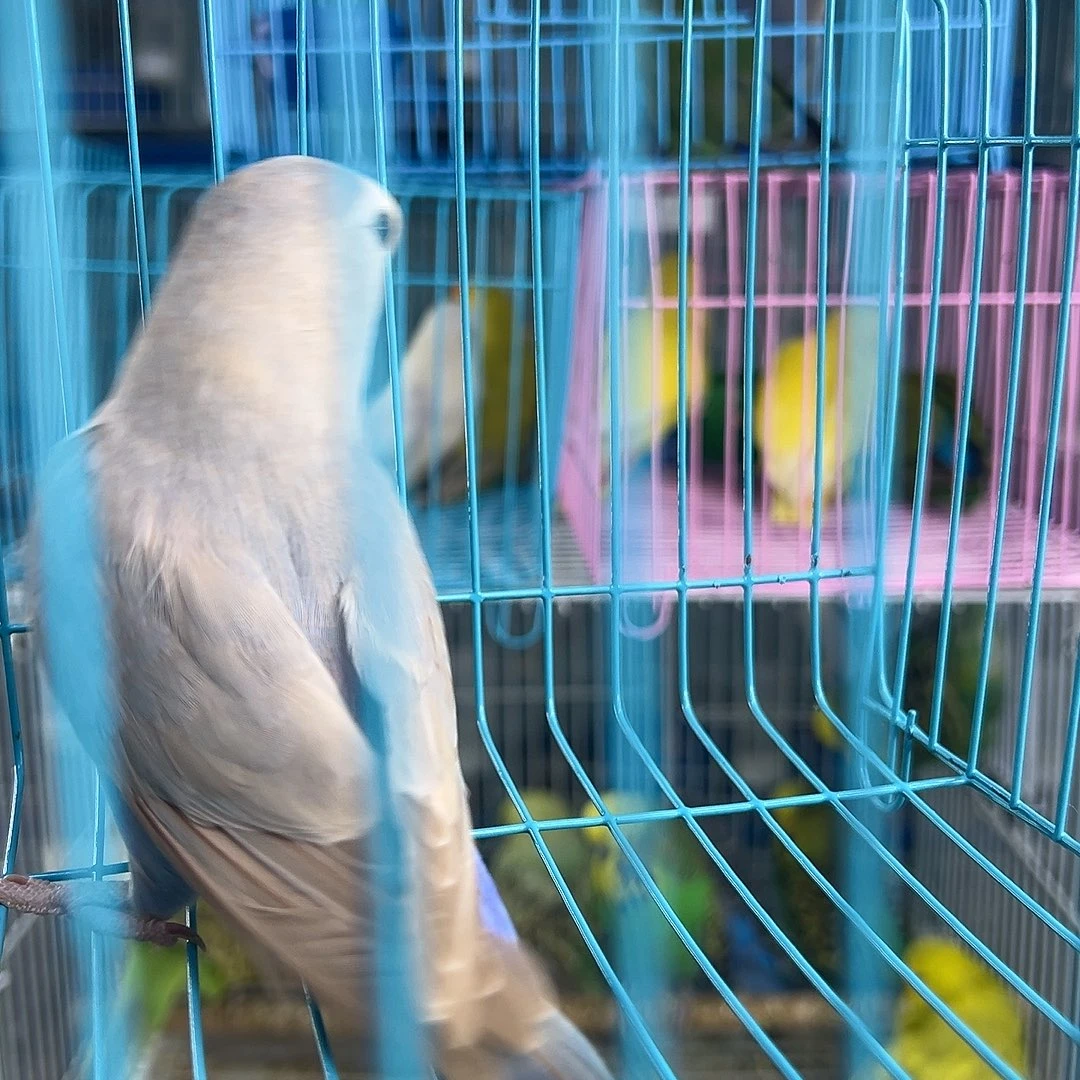 桃脸牡丹鹦鹉好咯哦哦哦