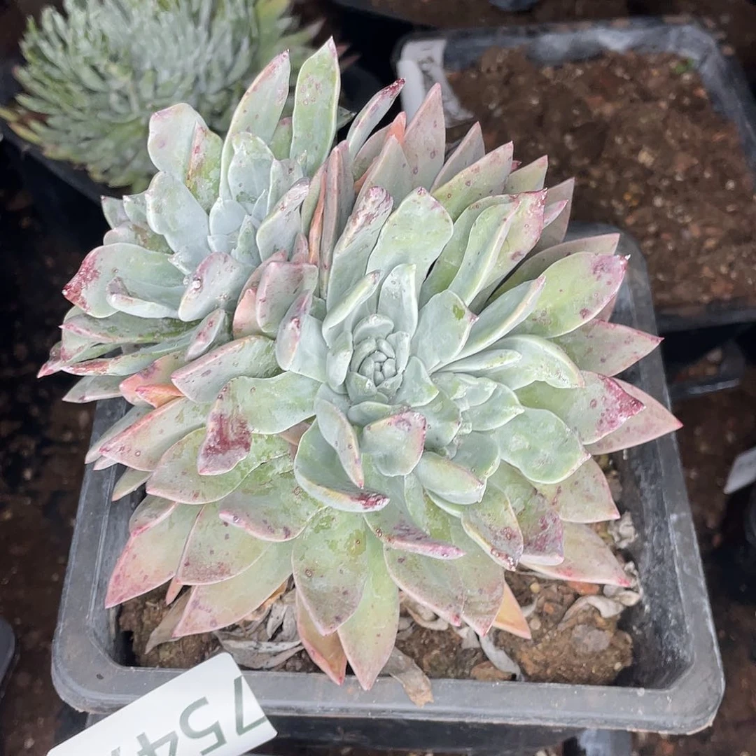 花**人泡芙多头老桩7547