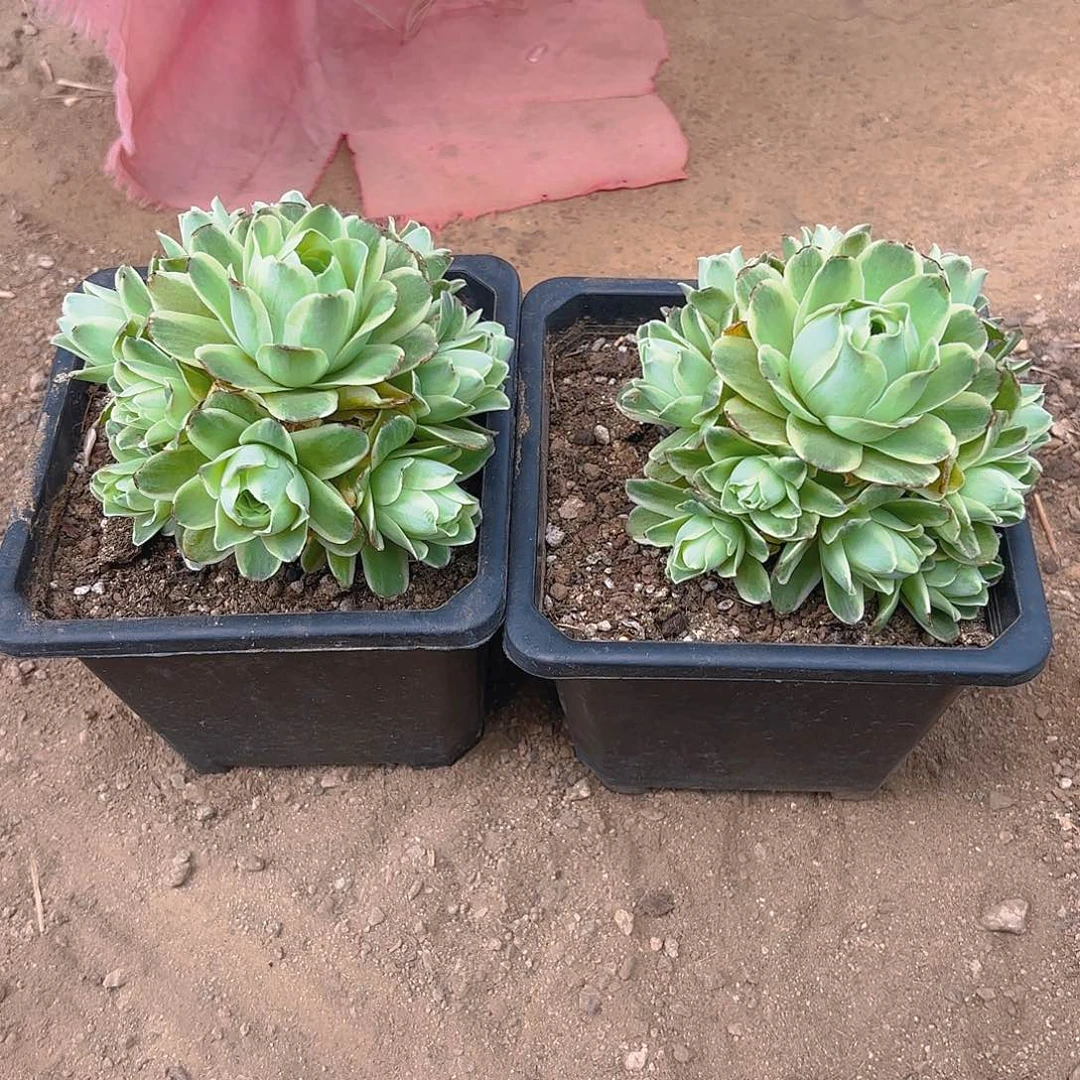 春晓多肉植物两颗