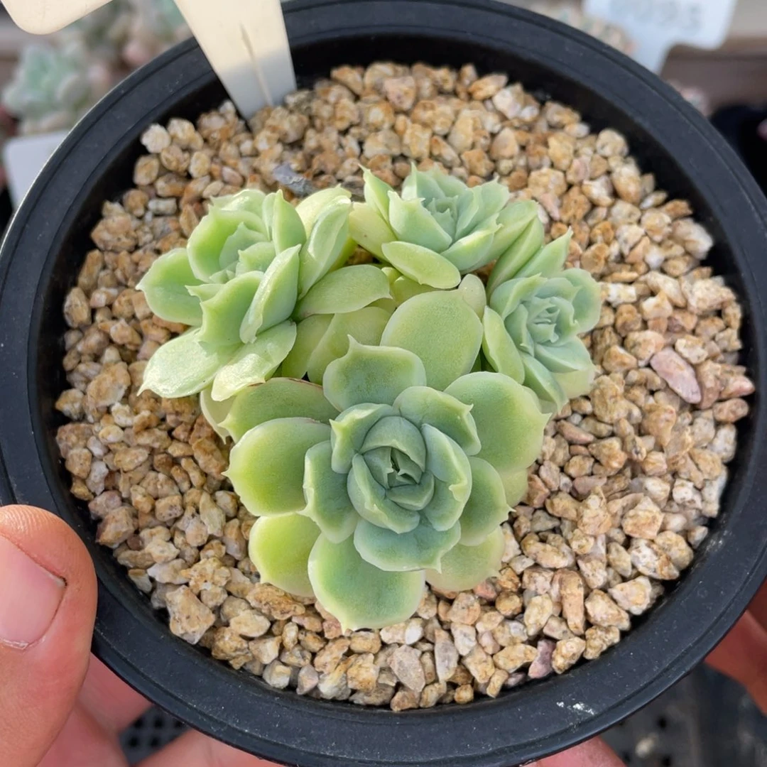 0133虾胶不带盆7厘米
