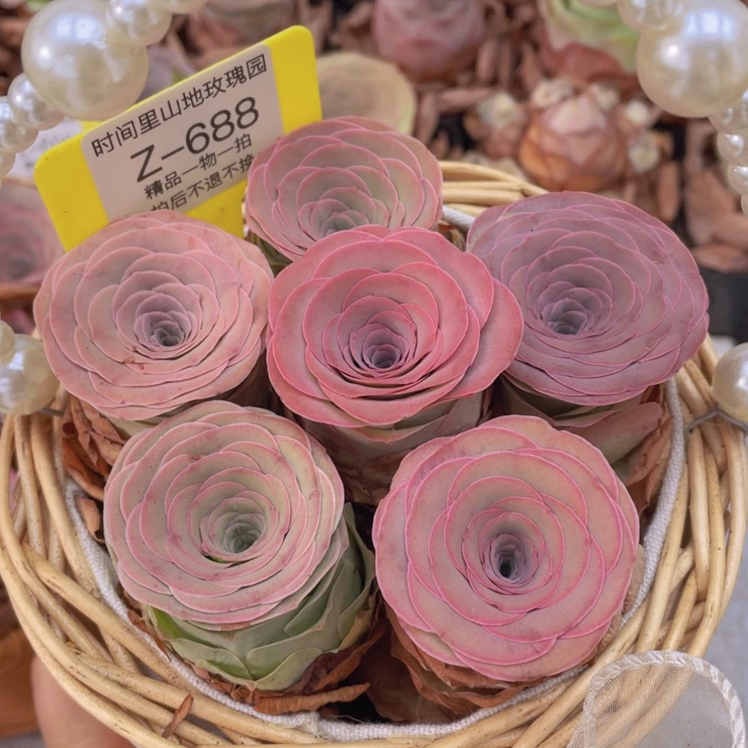 山地玫瑰花篮组合Z688