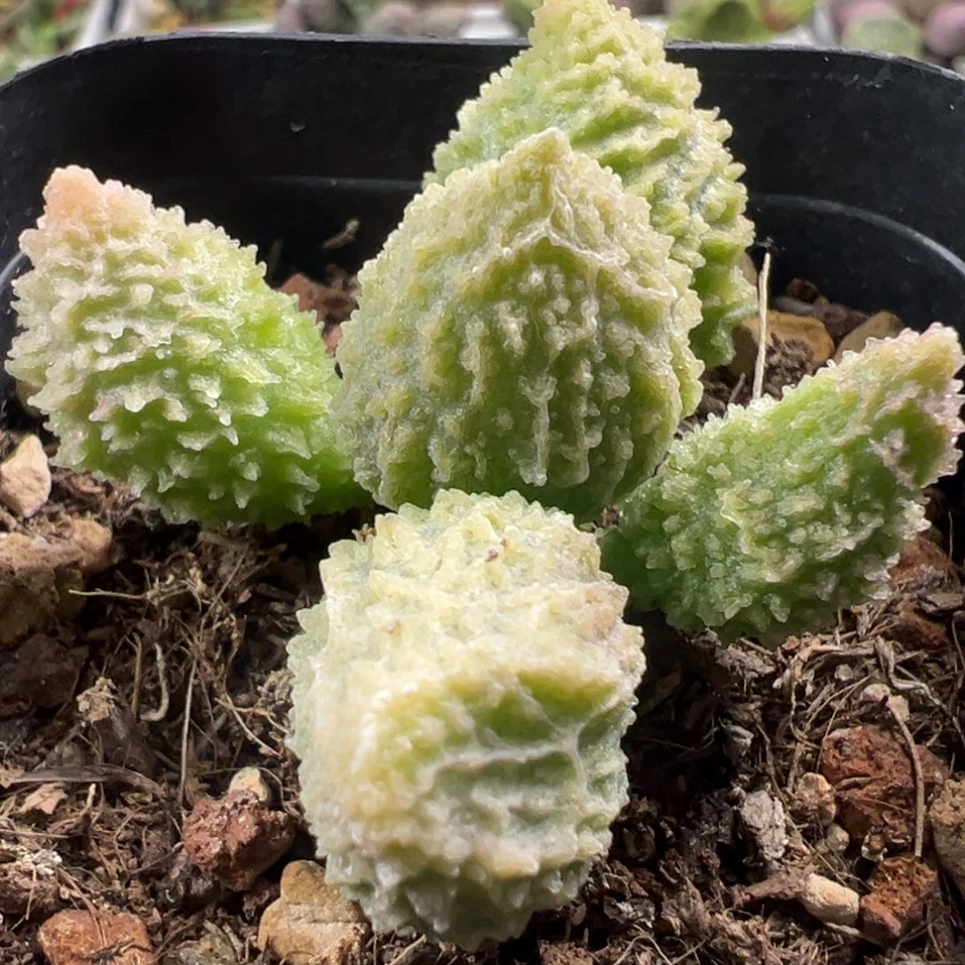 朱紫玉多头纯木质桩多肉植物