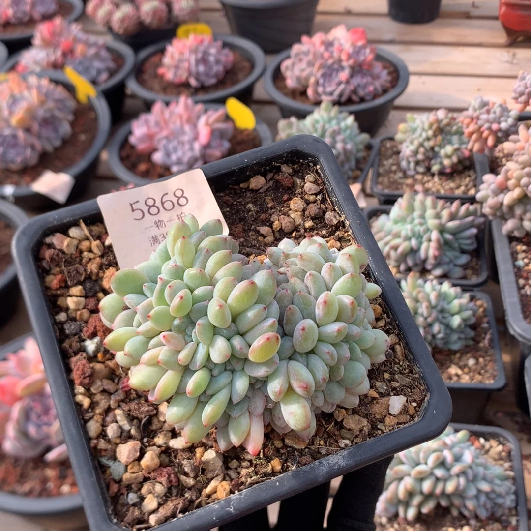 8.8厘米底切石榴籽缀 5868