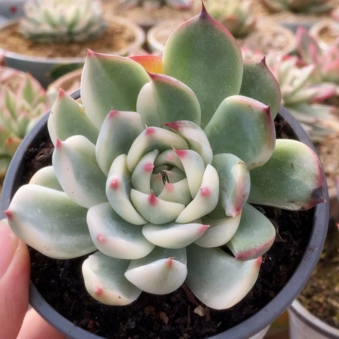 38锦锦锦锦锦锦锦锦锦