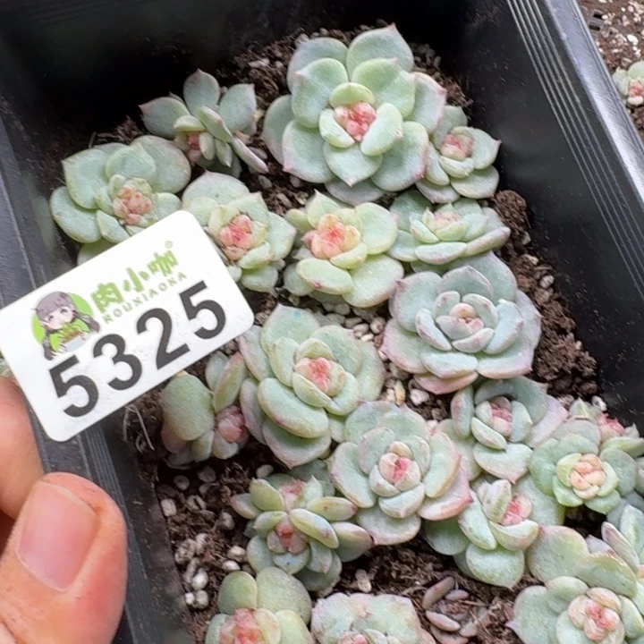 可***可多肉植物多头植物