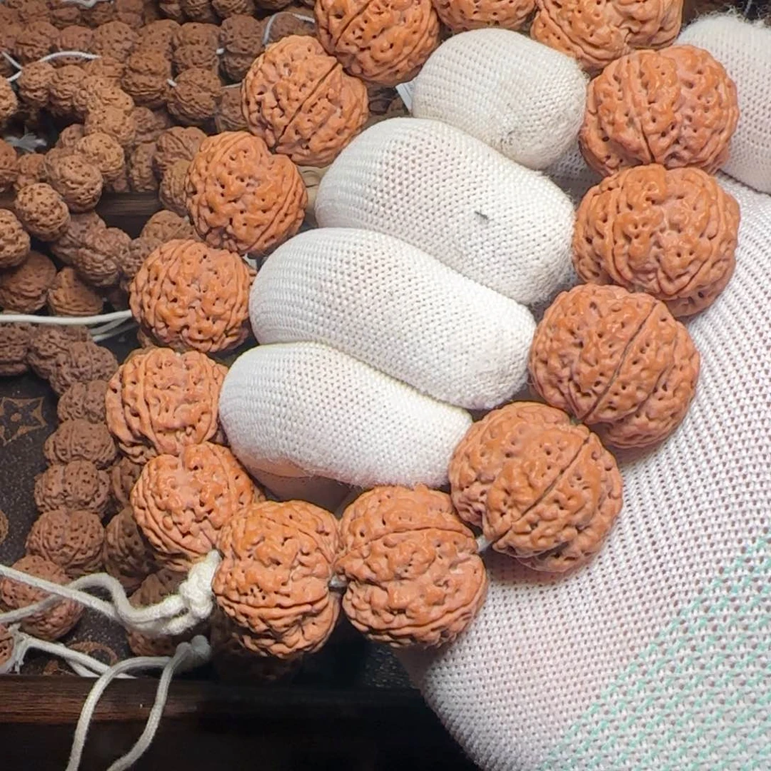 菩提金刚菩提25满肉超头