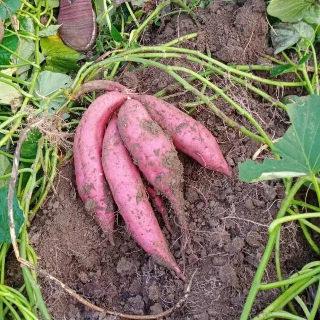 湘西高山黄心红薯