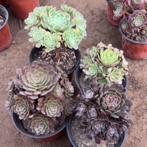 491多肉植物组合，