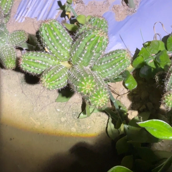 我***领白檀仙人掌513白檀812