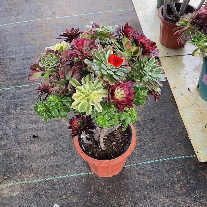 登*架接法师一个308号