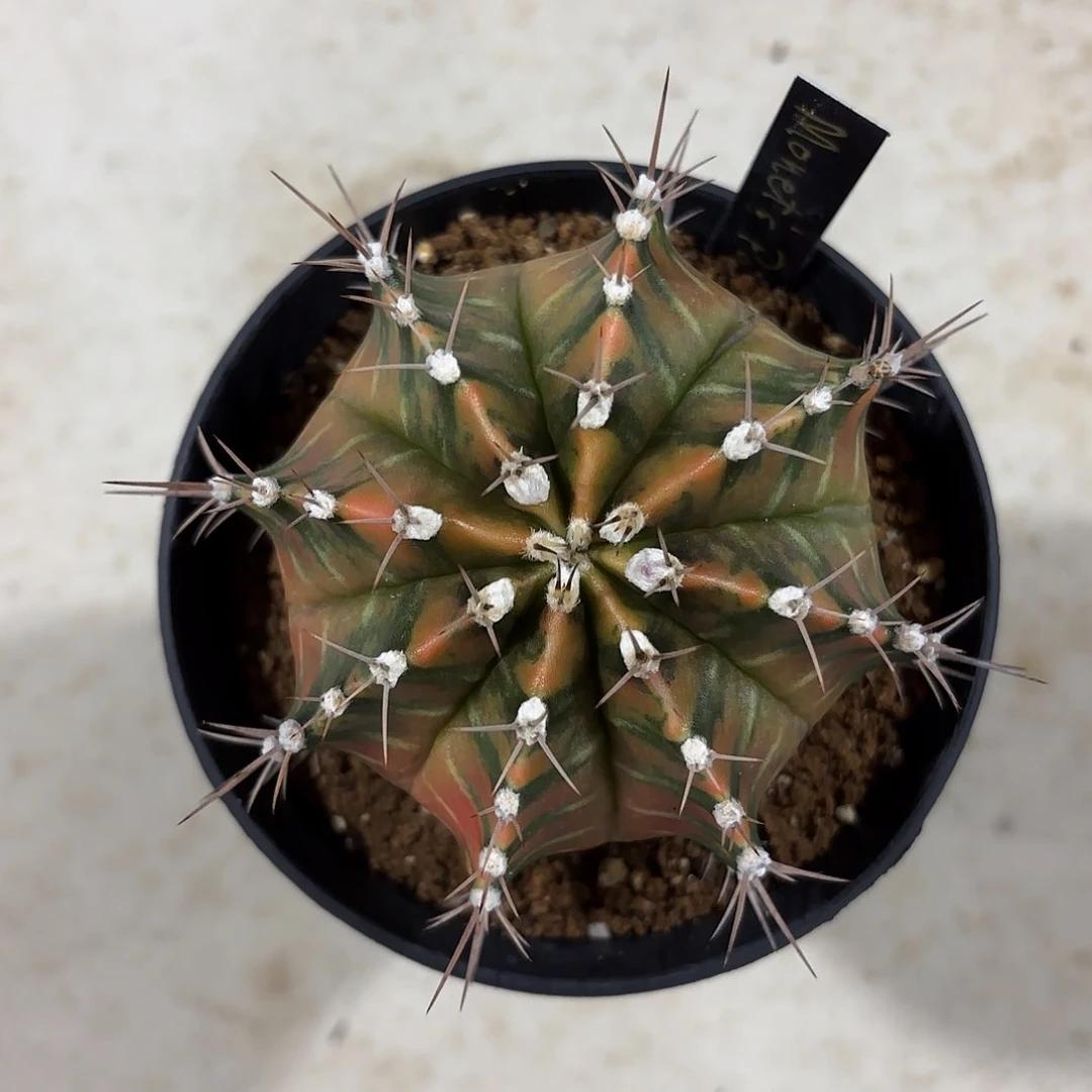 论*泰国米哈658-0204