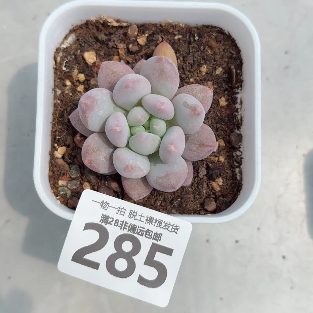半夏单头无盆土发货