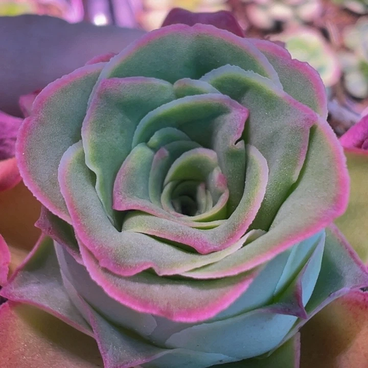 不知名 t610.     多肉