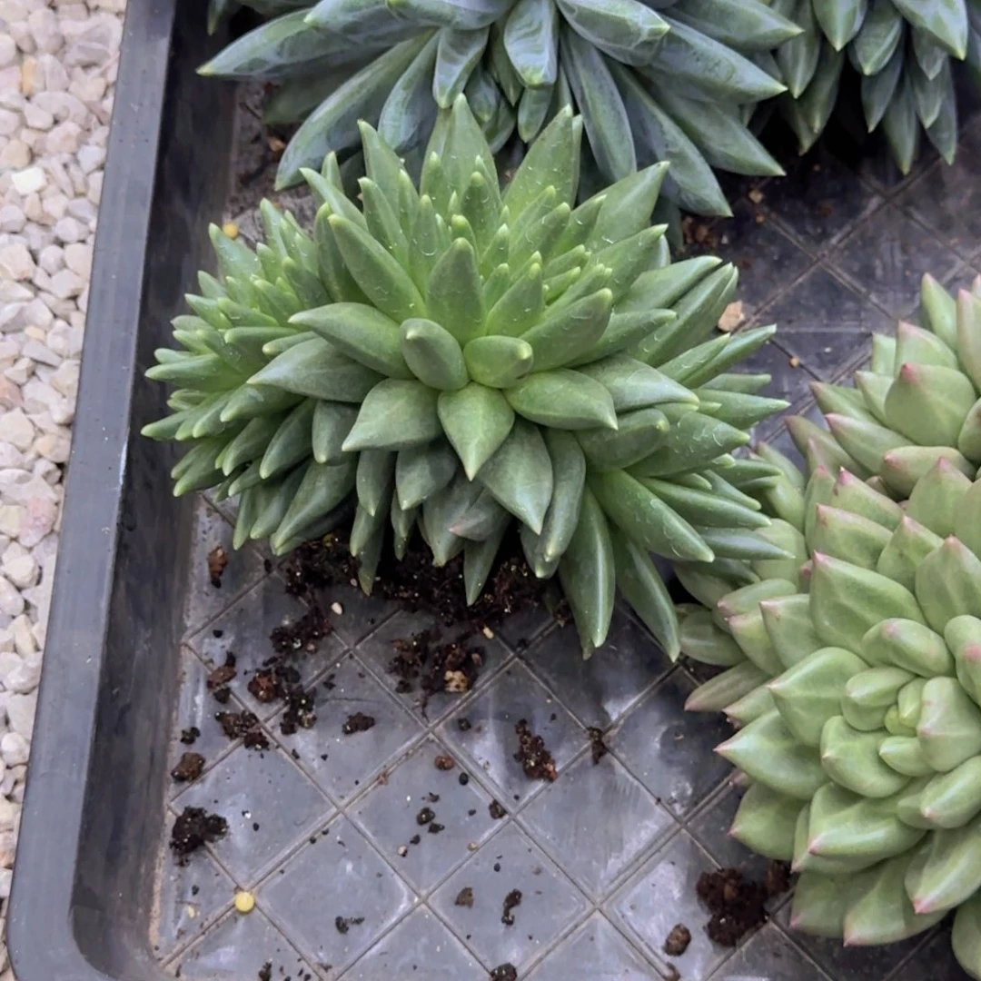 心***水布丁缀化老桩精品多肉