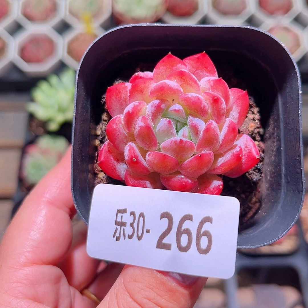 乐然30-266 夹心草莓