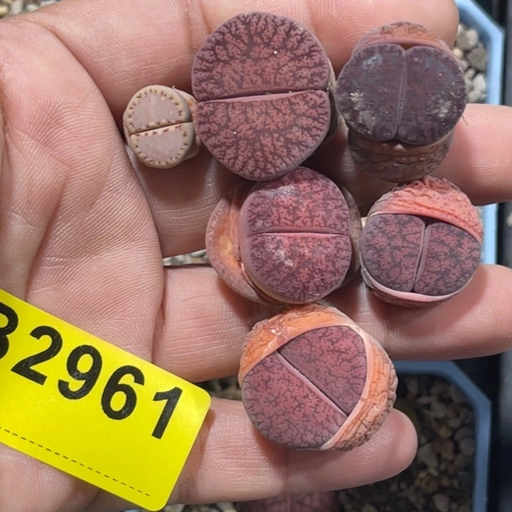 D*.2961饼干1酒红5