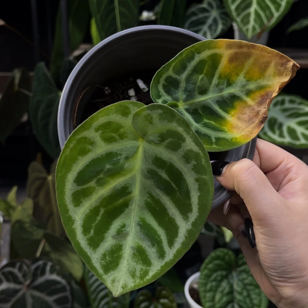 以实际为准撕裂纹x铜锣烧0998