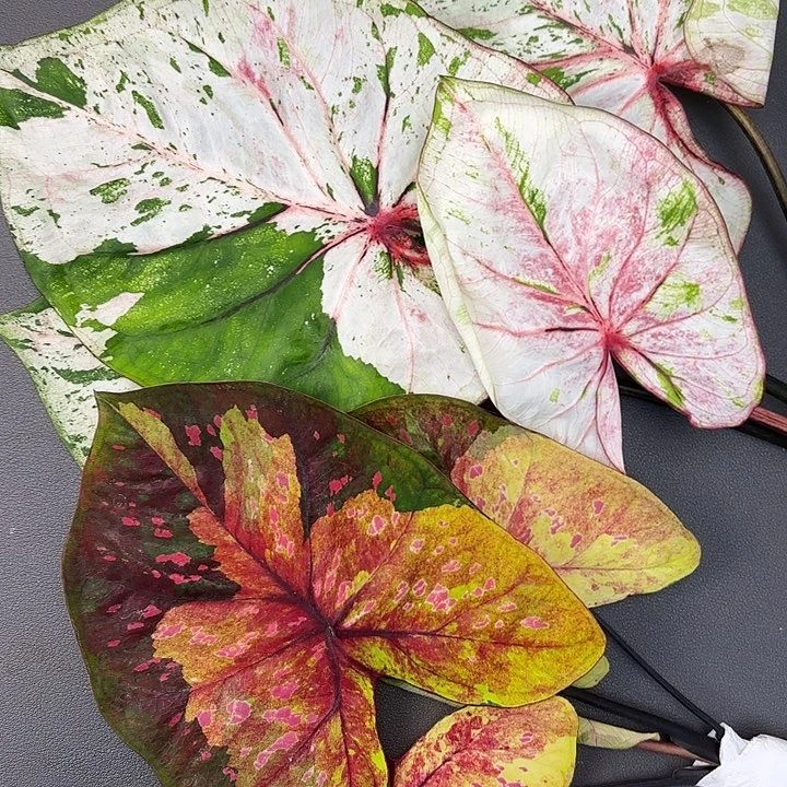 。***硕77-1206两颗彩叶芋广东现货