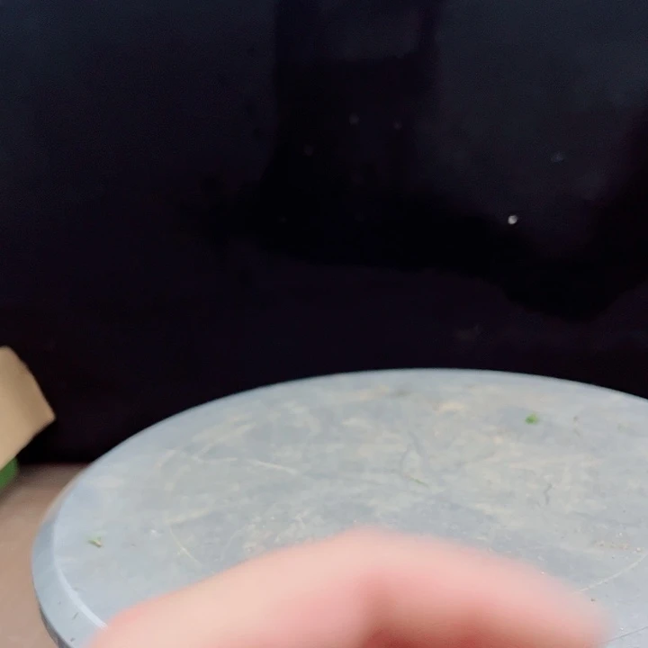 万***意无花朵明星五针松实物图片