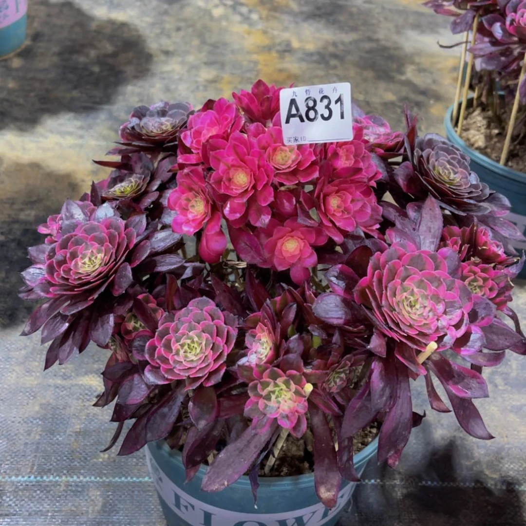 【闪购商品】泽*83100