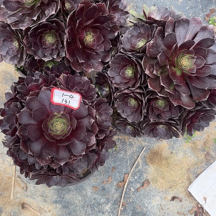 三颗黑膜多肉法师不包损131