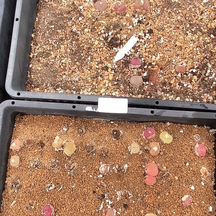 桃喜花园0211-66毛