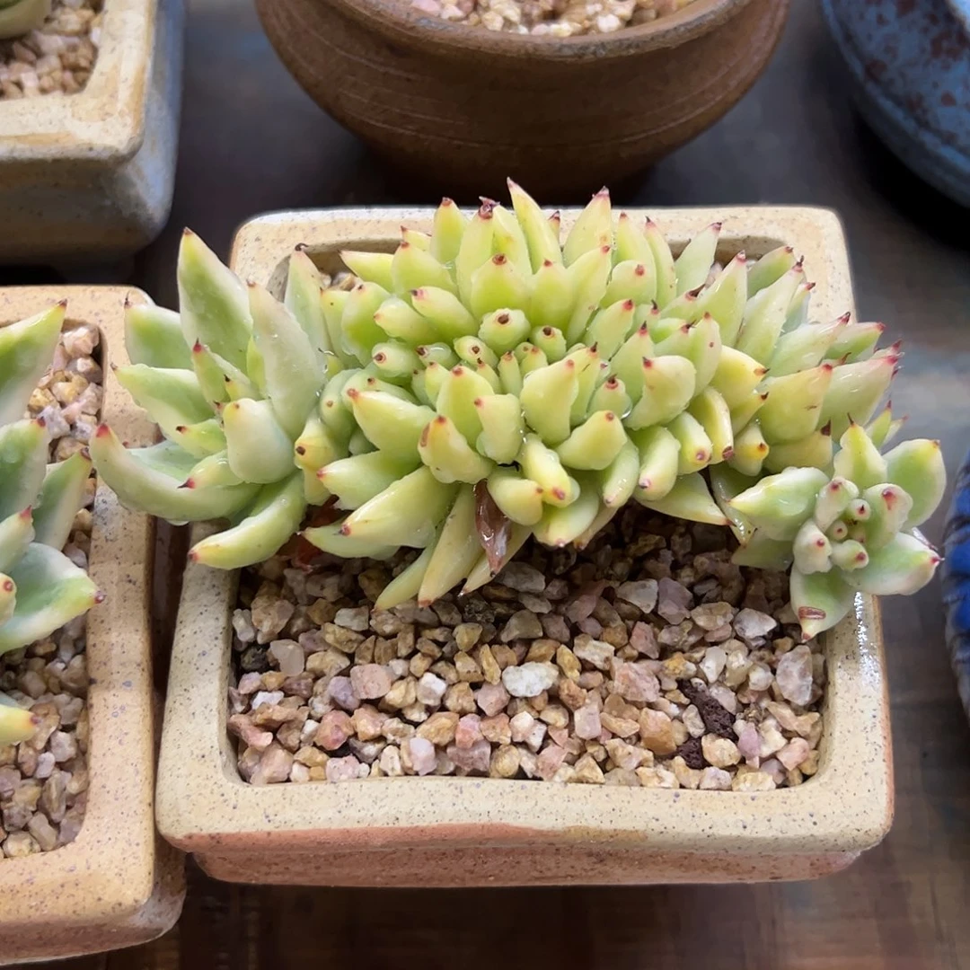 艾克魂锦缀18 零零多肉植物