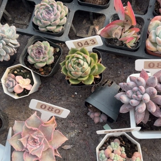 玛***朵43白玫瑰多肉植物多