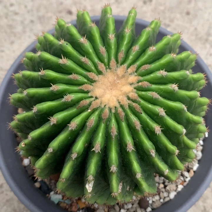 【闪购商品】实生裸虎仙人球福利