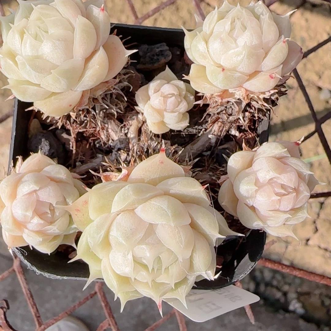 大***虫花语多肉0101-167散