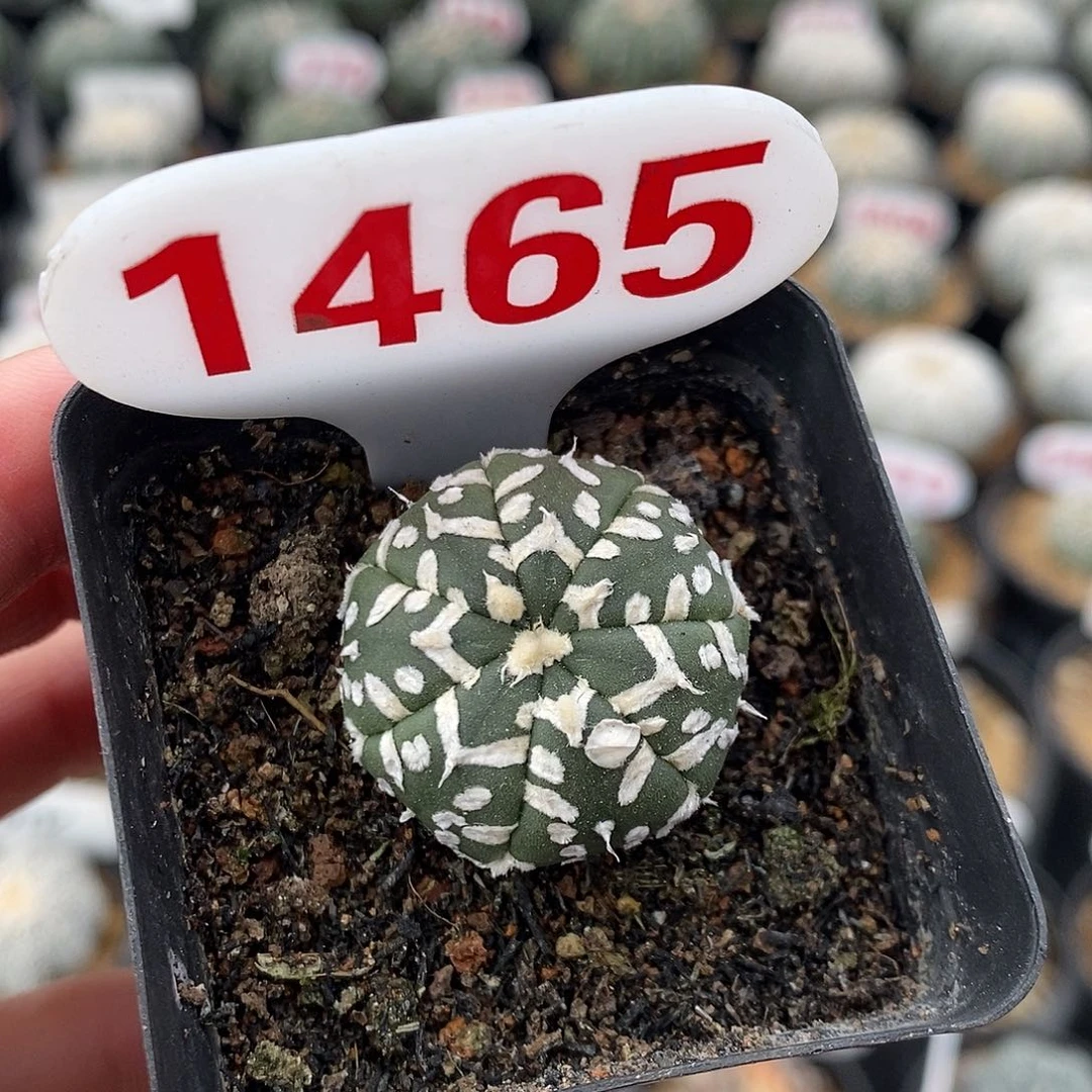 1465v兜系列产品福利来