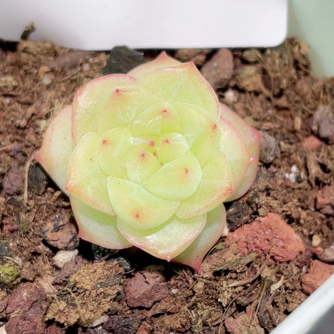 快**狗42号糖心冰心珍妮