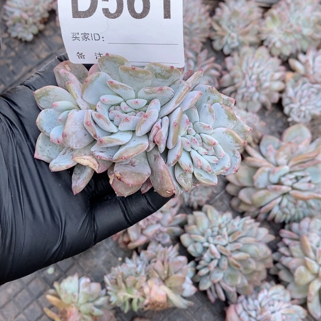 561石榴籽缀化基因超好