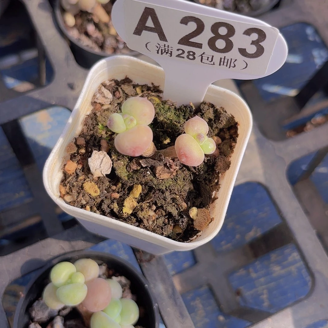 A283萤火虫一物一拍